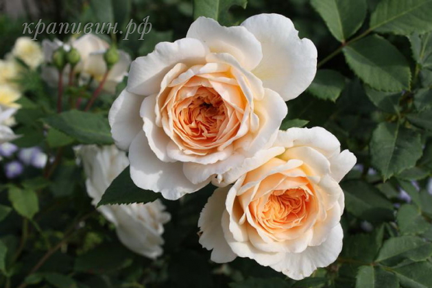 Crocus Rose/ Крокус Роуз