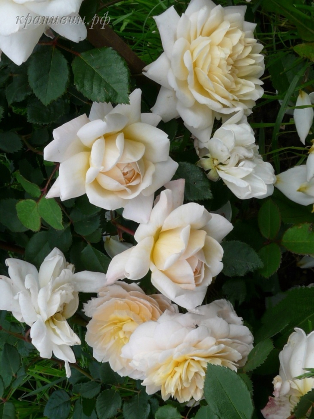 Розы Крапивина 