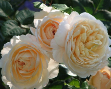 Крокус Роуз купить в Екатеринбурге