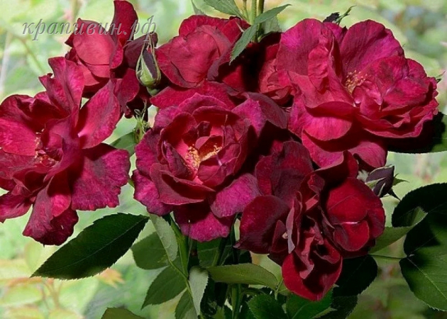 роза бургунди рамблер фото