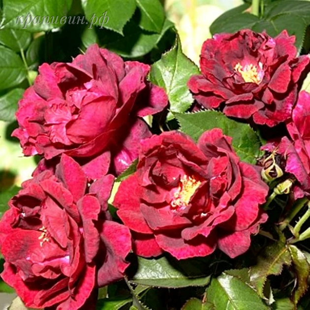 роза бургунди рамблер 
