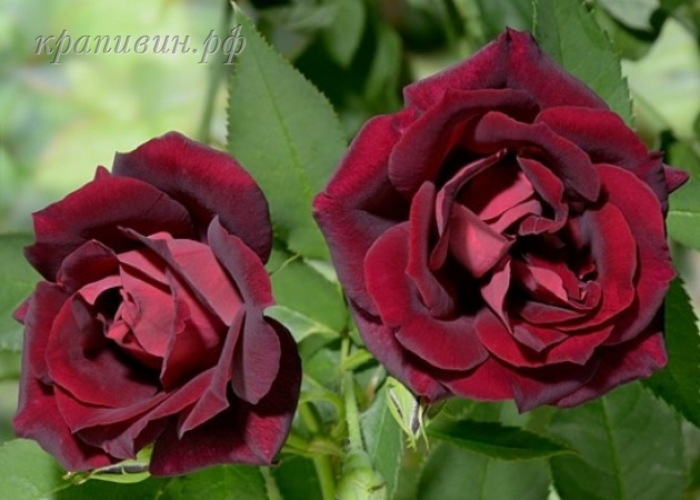 бургунди рамблер