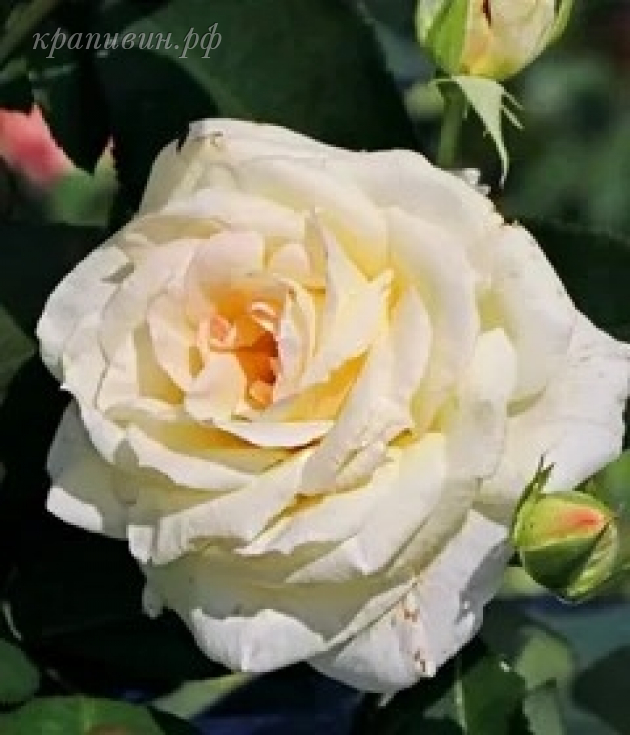 роза шнивальцер