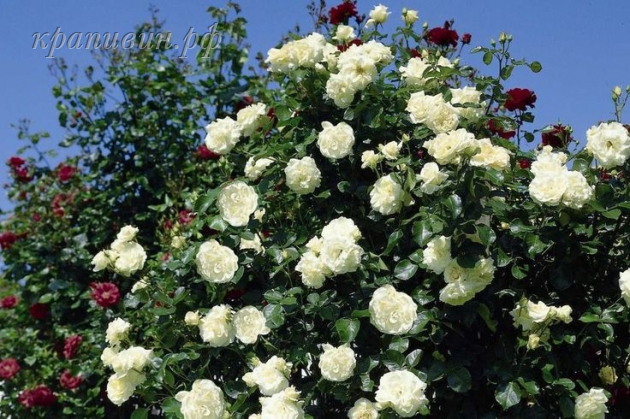 роза шнеевальцер плетистая фото и описание отзывы