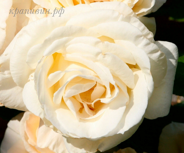 роза шнеевальцер фото