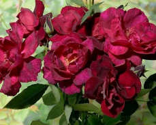 роза бургунди рамблер фото