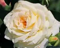 роза шнивальцер