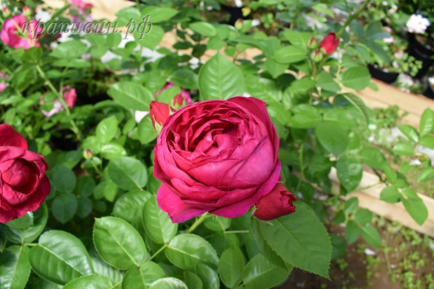 роза кейт фото