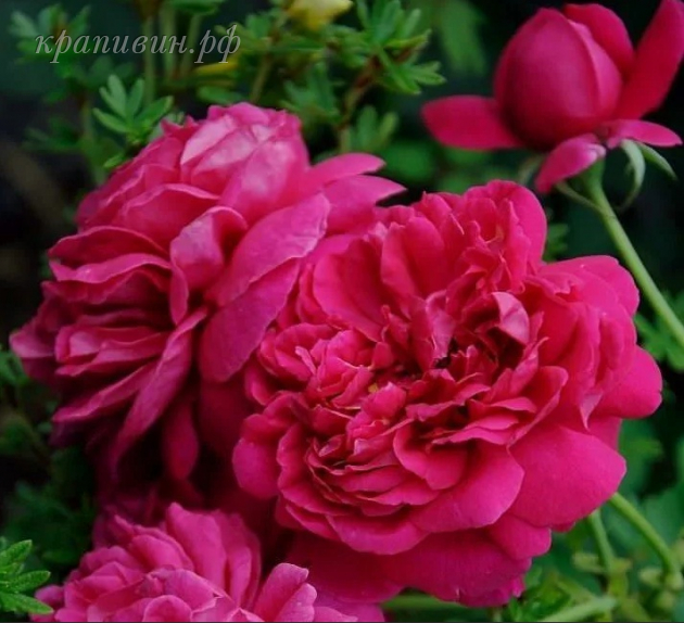 томас бекет роза энциклопедия роз