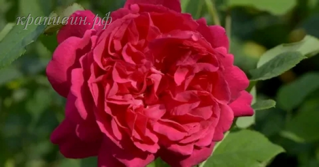 томас бекет роза