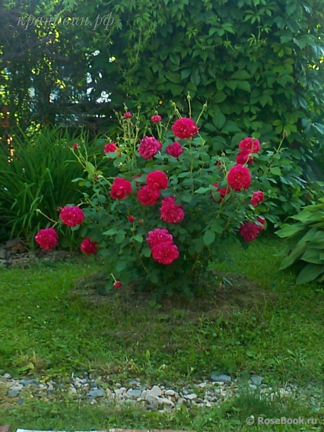 роза томас бекет энциклопедия роз