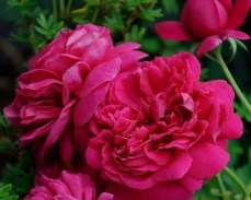 томас бекет роза энциклопедия роз