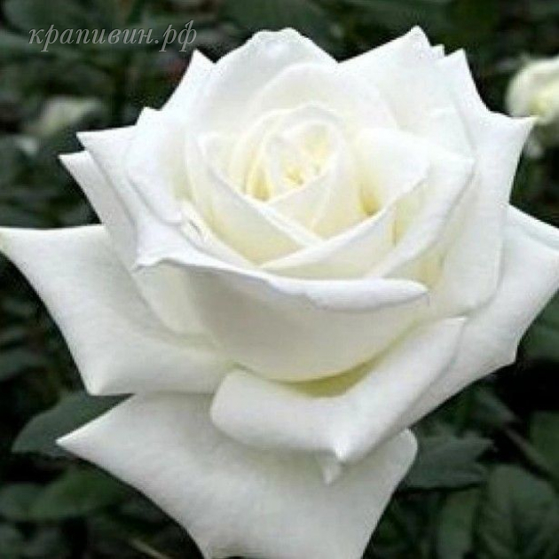 анастасия роза фото и описание