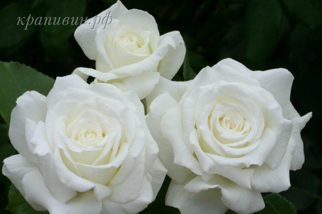 роза анастасия энциклопедия роз