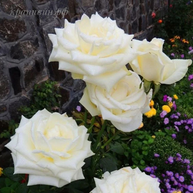 анастасия роза энциклопедия роз