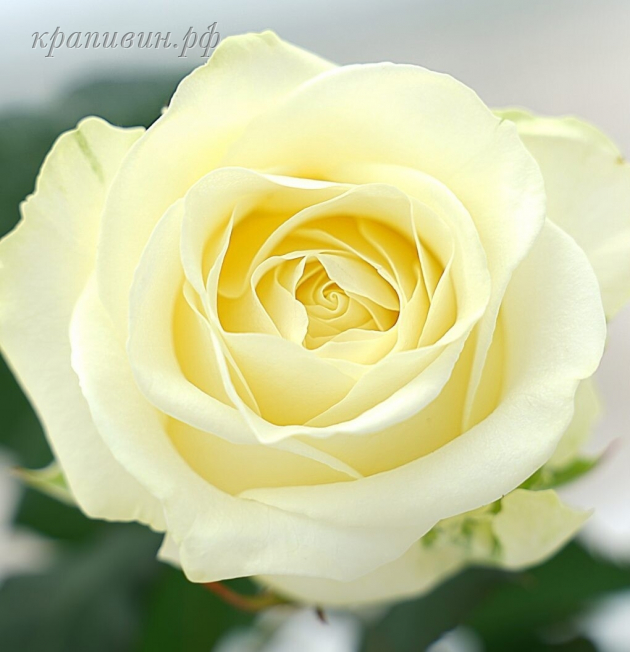 роза анабель