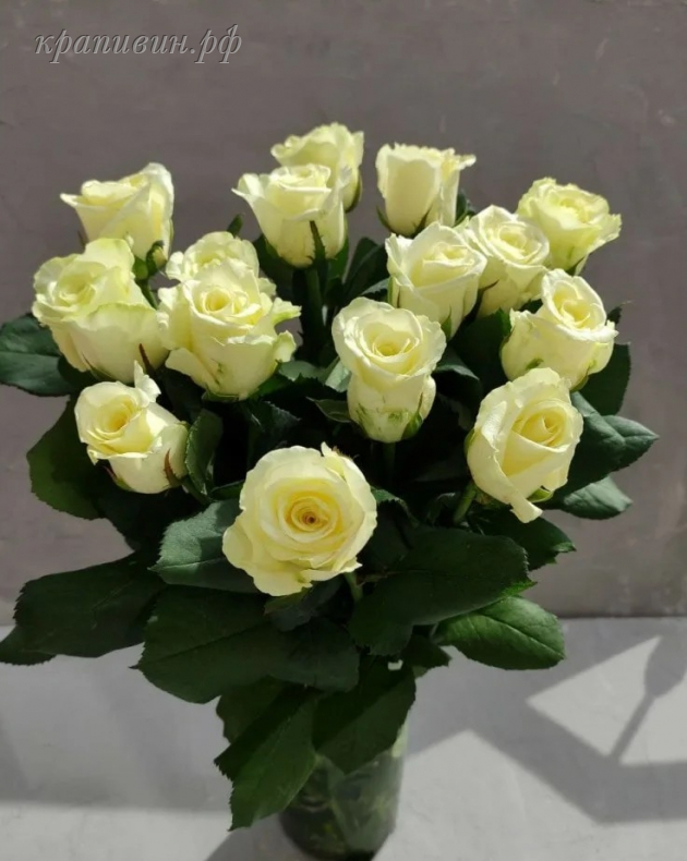 анабель роза чайно-гибридная