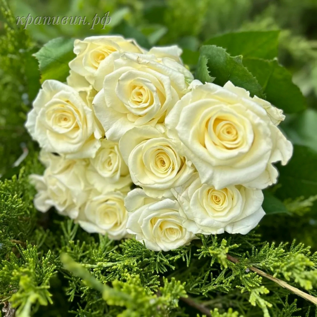 анабель роза фото и описание