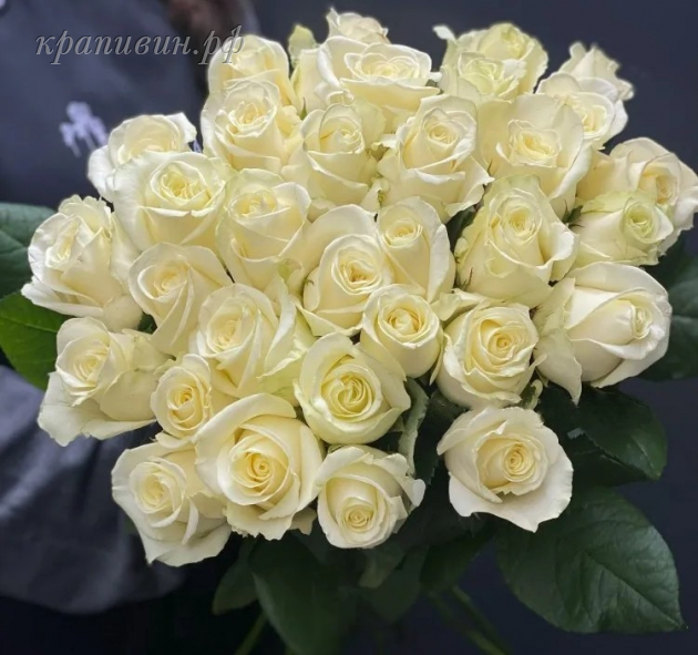 роза анабель энциклопедия роз