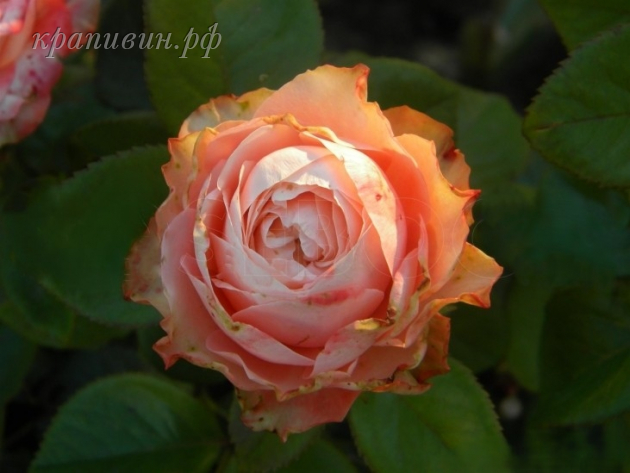 кахала энциклопедия роз