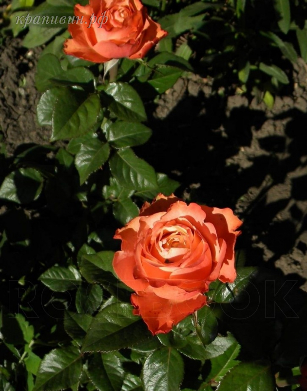 роза кахала энциклопедия роз