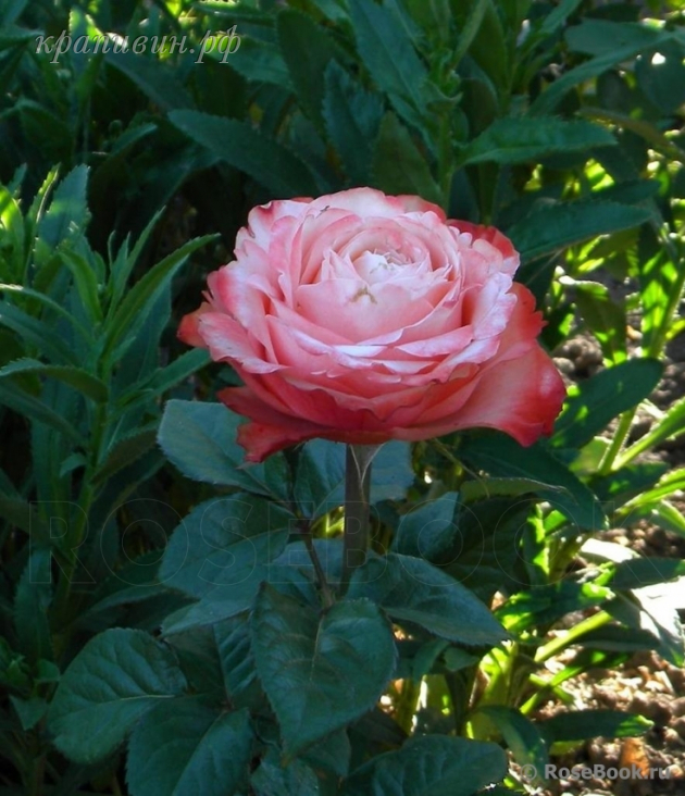 роза кахала фото