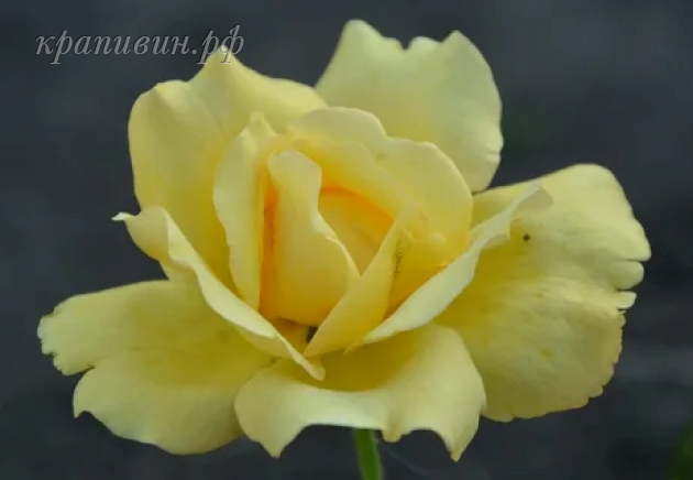 кип смайлинг роза