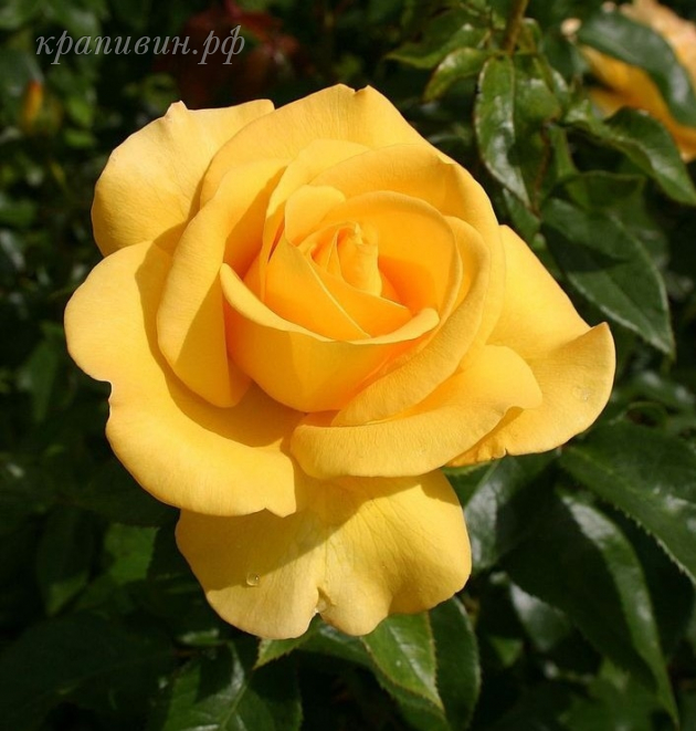 роза кип смайлин энциклопедия роз