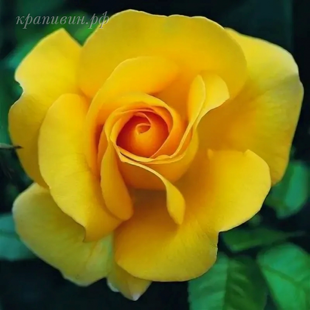 розы питомник крапивиных