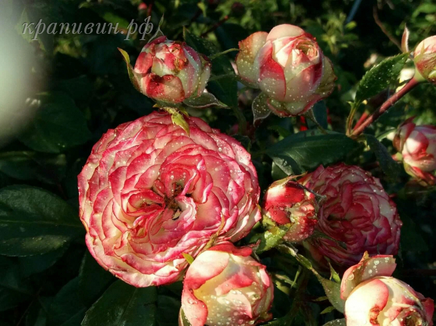 крапивин розы