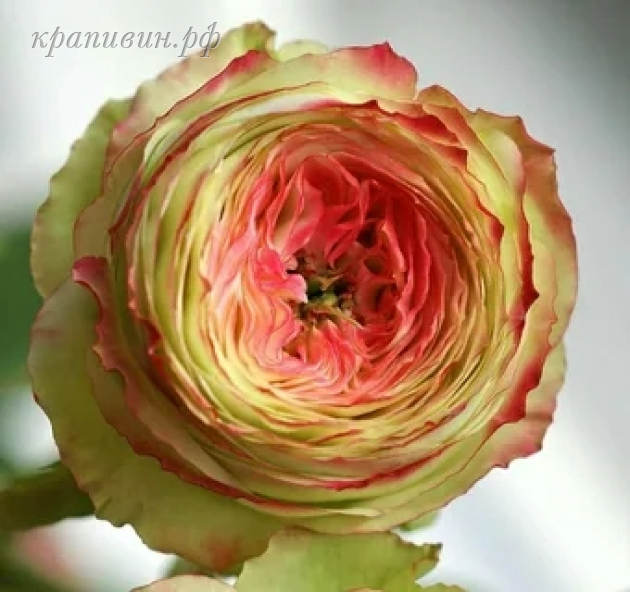 латин помпон роза описание и фото