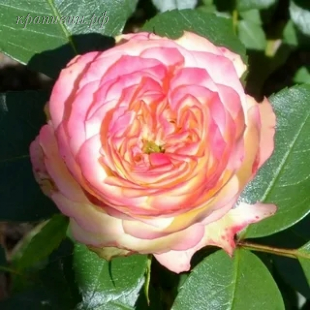 латин помпон роза купить