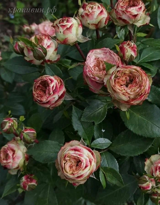 роза латин помпон энциклопедия роз