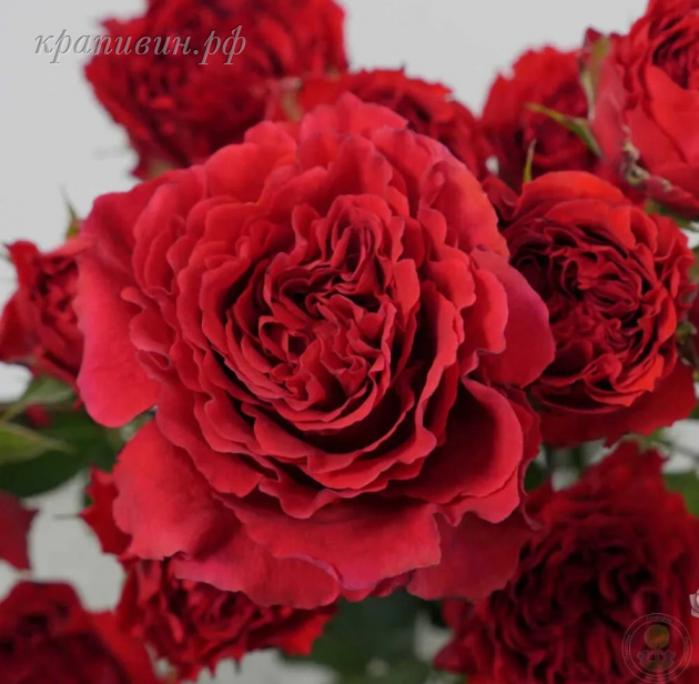 роза майра ред