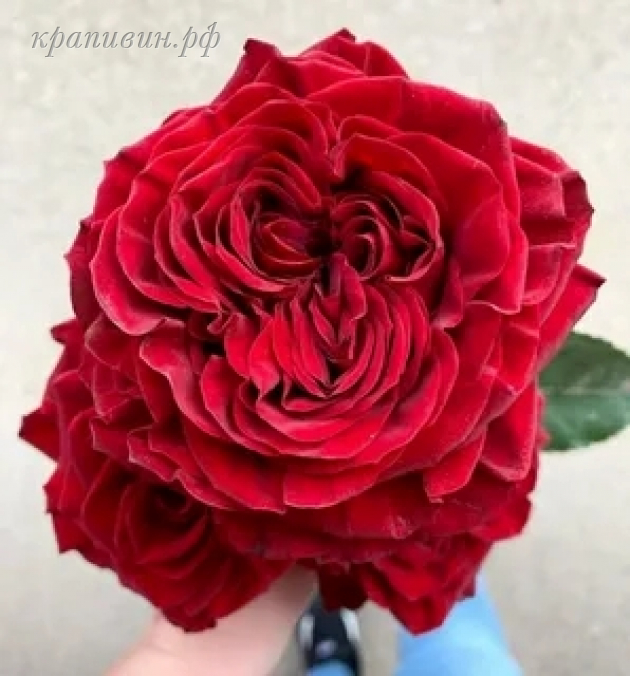 майра ред роза описание 