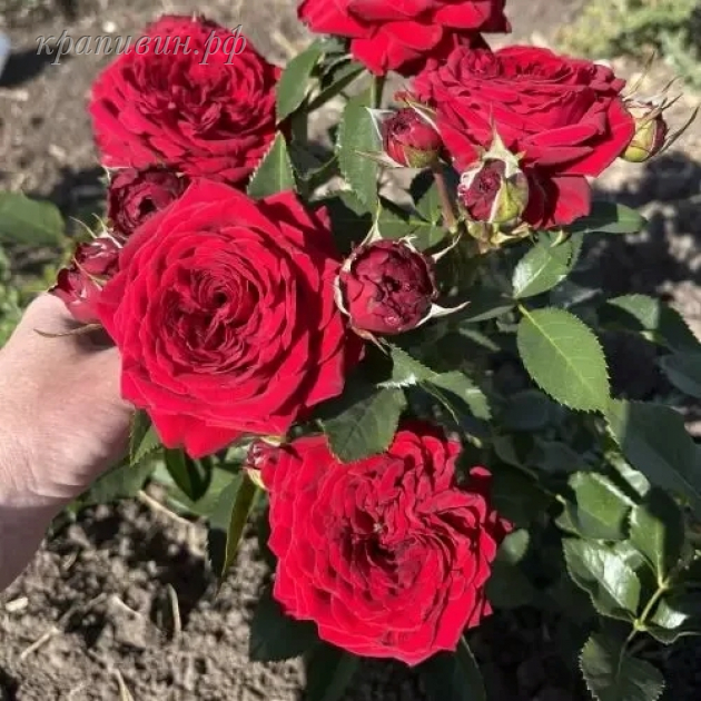 майра ред энциклопедия роз