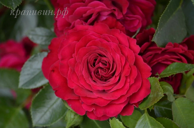 роза майра ред и омаж барбара