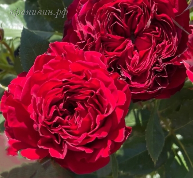 роза майра ред фото и описание отзывы