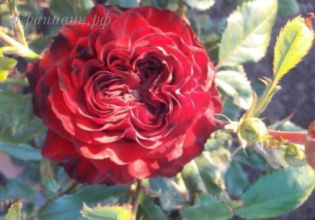 роза майра ред фото