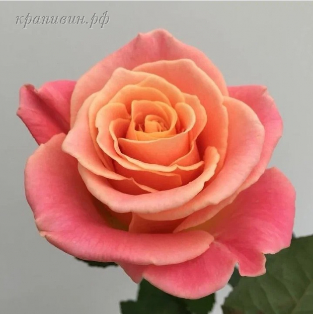 мисс пигги роза фото и описание