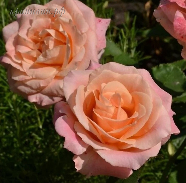 роза мисс пигги