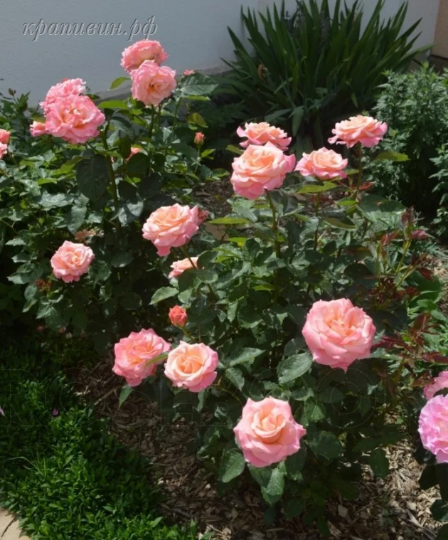 роза мисс пигги фото и описание сорта