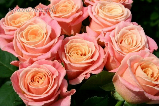 мисс пигги энциклопедия роз