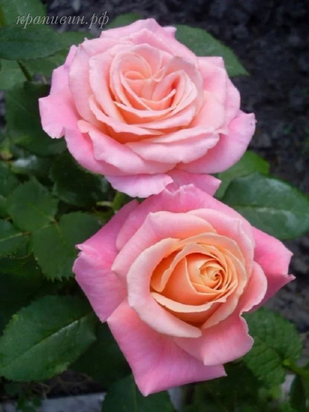 мисс пигги роза купить