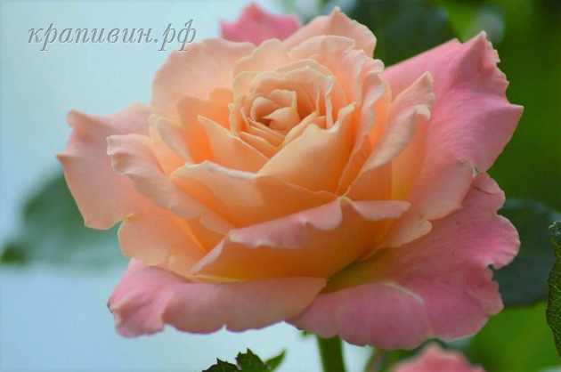 питомник роз в екатеринбурге