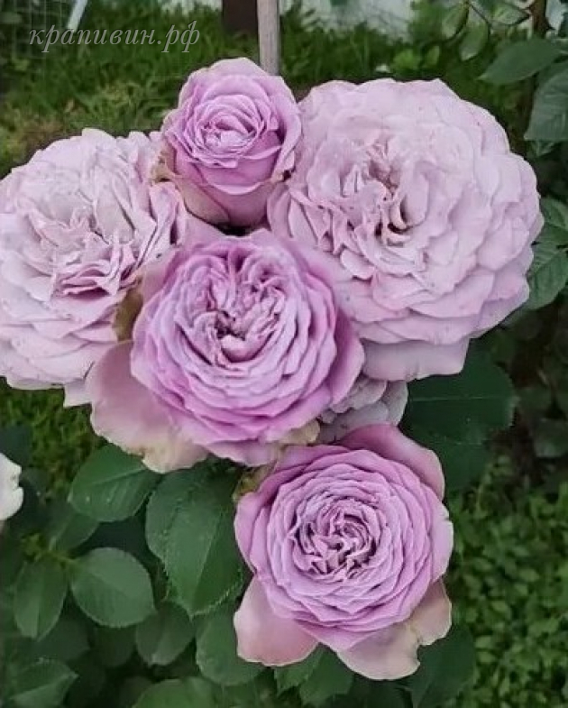 роза принцесса каори энциклопедия роз