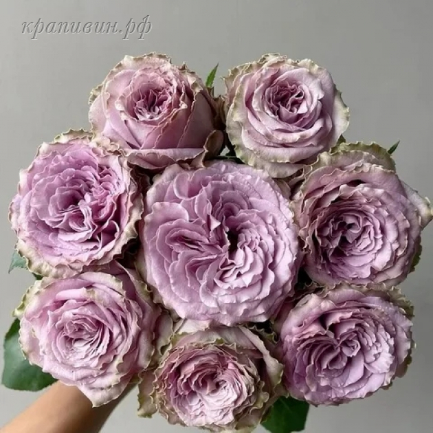 японская селекция роз