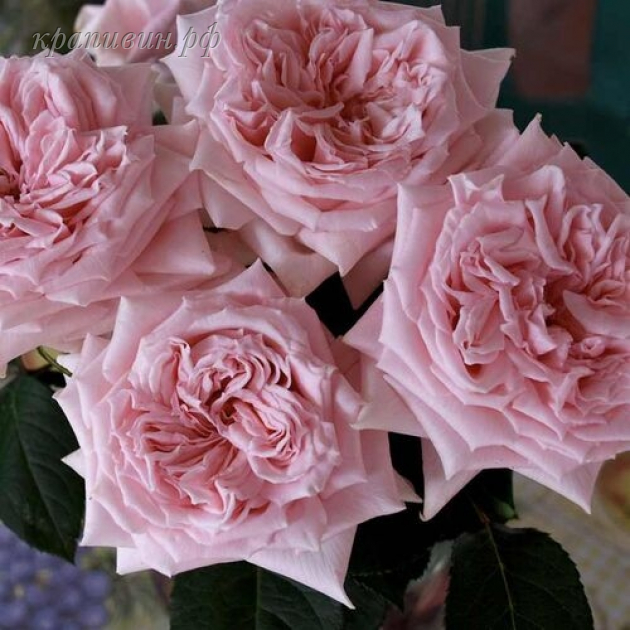 роза хитоми фото и описание