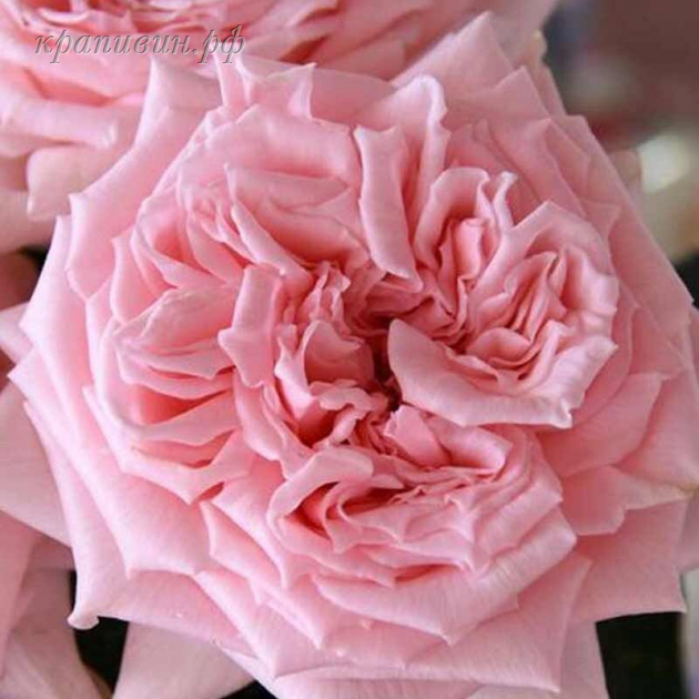 принцесса хитоми роза