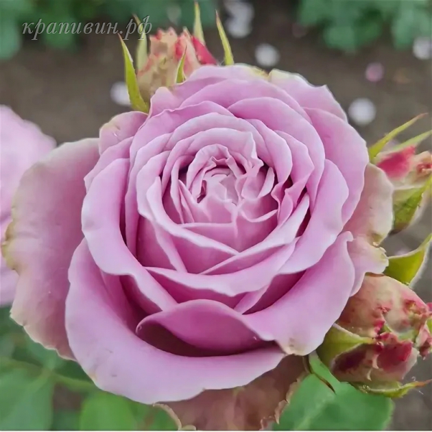 каори роза японская